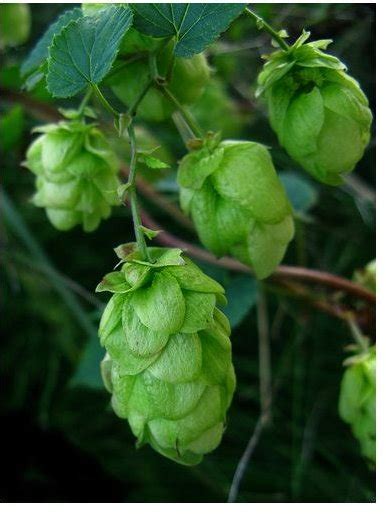 Hops Tea: Benefits, Side Effects, & Preparation