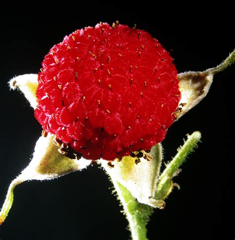 Door to Nature: Thimbleberry Flowers and Fruit - Door County Pulse