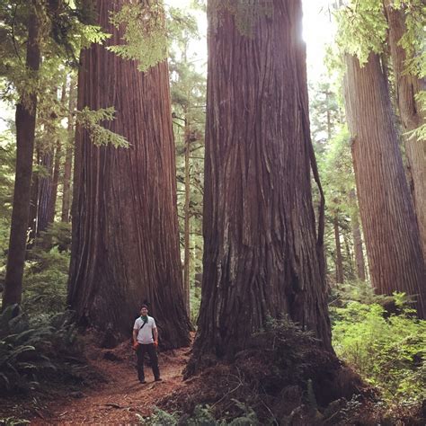 A Walk Through a Redwood Forest | Destination Tree