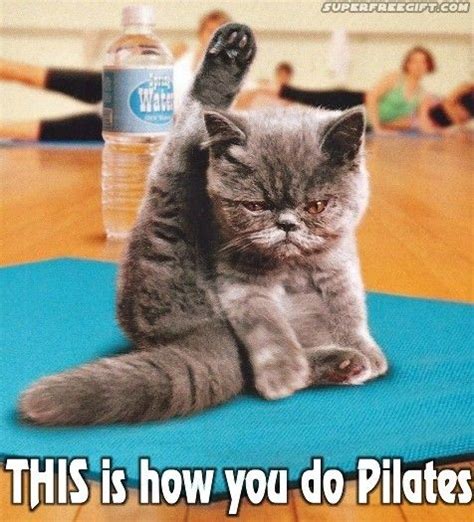 haha cat pilates | Gatto yoga, Animali carini, Yoga divertente