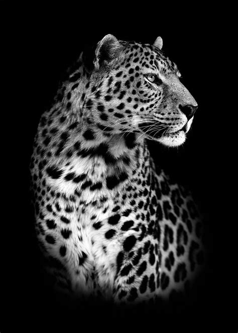 'black jaguar head poster ' Poster, picture, metal print, paint by mk studio | Displate | Jaguar ...