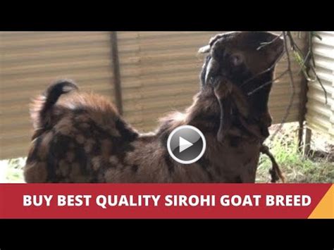 Sirohi Goat from Rajasthan, Thiruvananthapuram, Kerala, India, Video