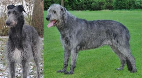 Scottish Deerhound vs Irish Wolfhound - Breed Comparison