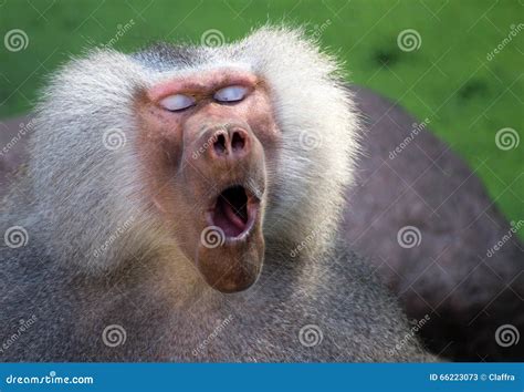 Yawning Baboon Stock Photography | CartoonDealer.com #160585994