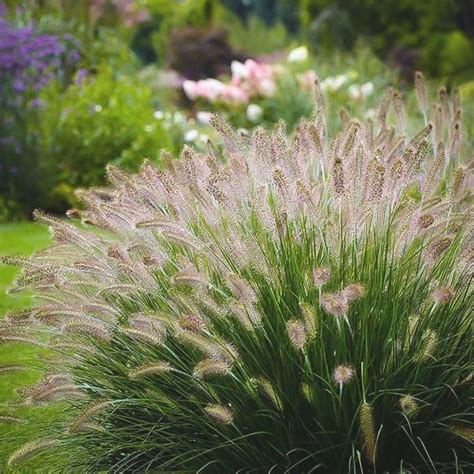 Buy Dwarf Hameln Fountain Grass (Pennisetum Alopecuroides ‘Hameln ...