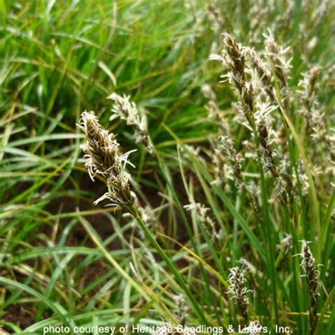 Carex tumulicola (foothill sedge) seeds | Willamette Wildlings