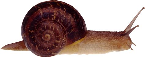 Snails PNG images free download, snail PNG