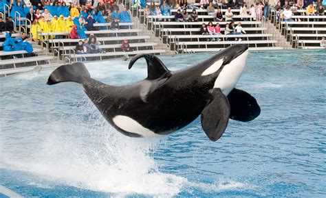 SeaWorld to End Orca Shows in San Diego by 2017 | The California Report ...