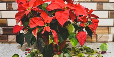 Why Are My Poinsettia Leaves Falling Off? Let's Find Out!