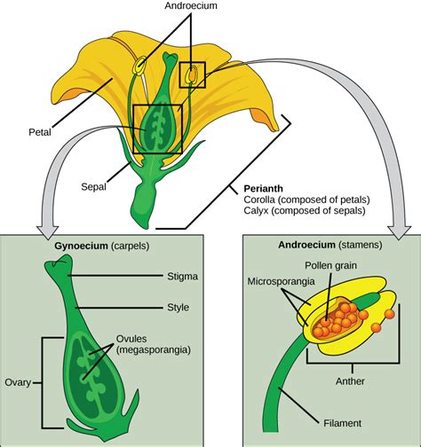 What are the sexual parts of the flower?