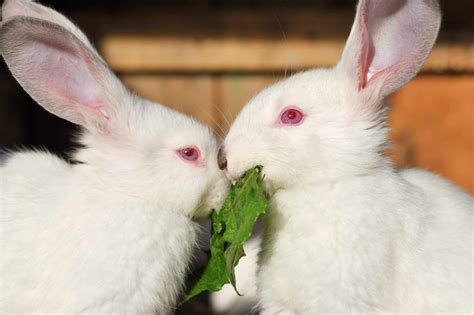 Why Some Rabbits Have Red Eyes? - SimplyRabbits - Rabbit care