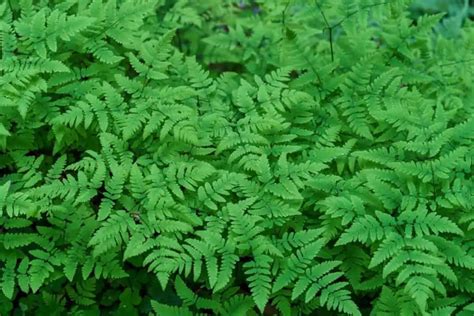 Using ferns for ground cover – Fern Gardening