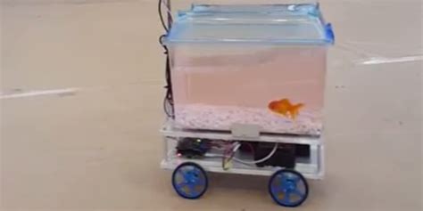 A Fish Becomes the Master of Its Own Destiny Inside a Robotic Fish Tank That It Controls