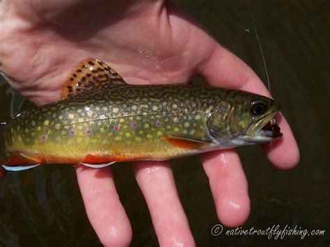 Native Trout Fly Fishing: Brook Trout