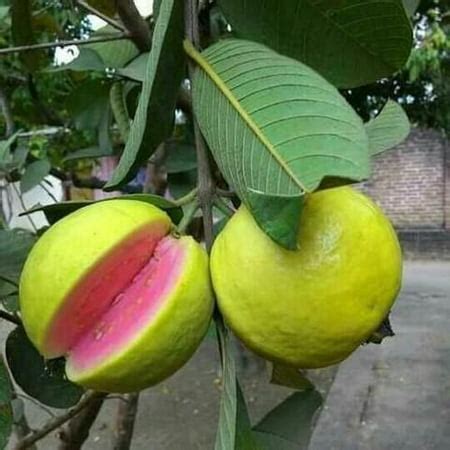 Pink Guava Tree Plant - 1 Gallon - Walmart.com