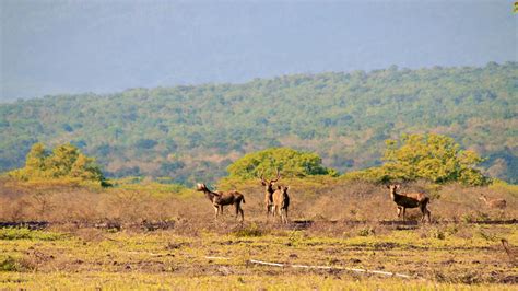 Baluran National Park Activities & Entrance Fee - IdeTrips