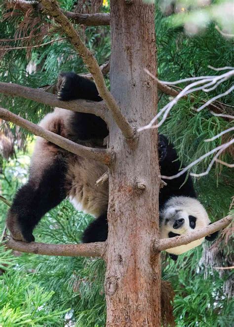 National Zoo Pandas Officially Depart Washington D.C. for China