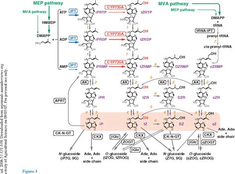 Figure 3 from Cytokinins: activity, biosynthesis, and translocation. | Semantic Scholar