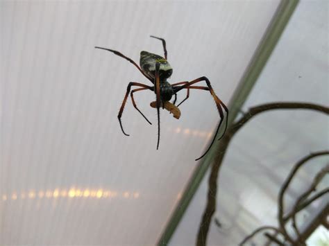 Bird catcher spiders at the London Zoo (open/walk through exhibit!) | Scoopnest