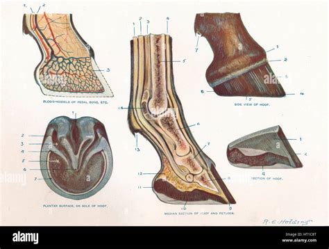 Anatomy of a foot hi-res stock photography and images - Alamy