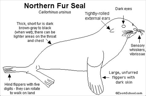 Seal Anatomy - Anatomical Charts & Posters