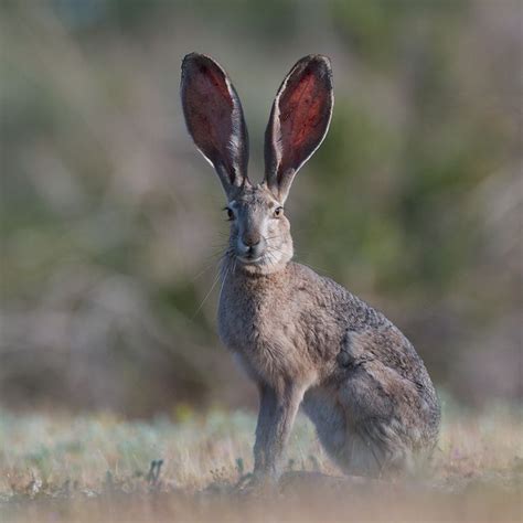 Image result for jack rabbit portrait | Jack rabbit, Cute animals, Animals