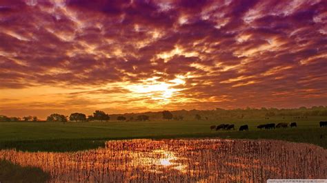 Grazing cows in a summer sunset, cows, clouds, sunset, grazing, pond HD ...