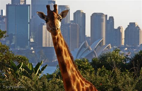 Giraffe in Taronga Zoo. In the backgound is Sydney Opera House in Sydney, Australia.