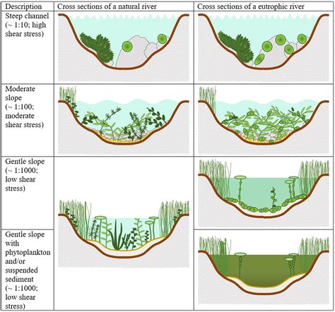 Effects Of Eutrophication On An Ecosystem