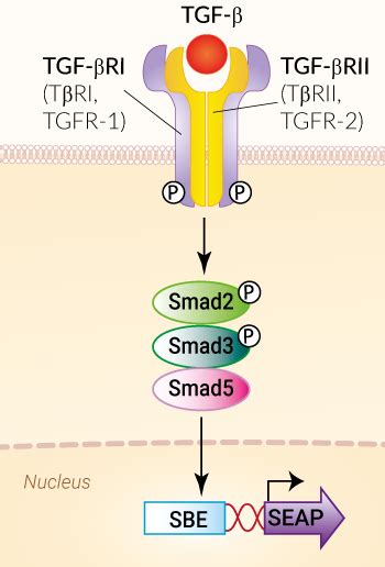 HEK-Blue TGF-β | TGF-beta cell-based assay | InvivoGen