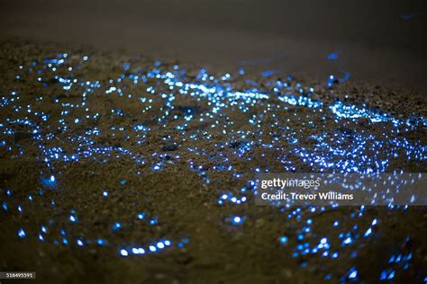 Vargula Hilgendorfii Or Seafireflies On The Beach High-Res Stock Photo - Getty Images