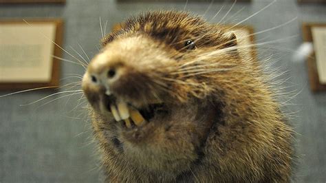 Researcher helps fill in the family tree of the shy mountain beaver ...