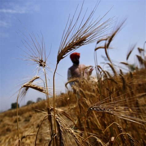 India’s export ban makes wheat cheap – hurting farmers already reeling ...