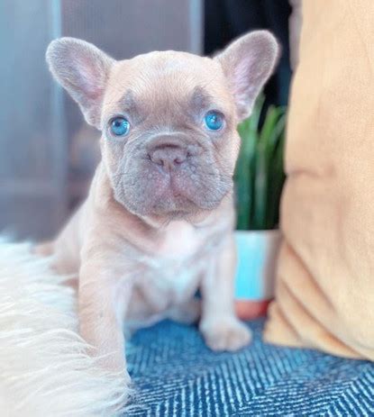 French Bulldog & Frenchton Breeders | Shiloh Hill Frenchies And Frenchtons