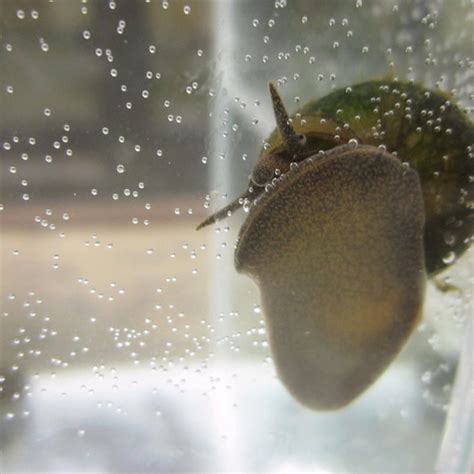 Trapdoor snails | Viviparus viviparus | UK Grown | Direct Delivery