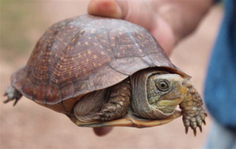 Northern Spotted Box Turtle (Subspecies Terrapene nelsoni klauberi) · iNaturalist.org