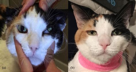 Horner's Syndrome In Cats After Anesthesia - Captions Profile