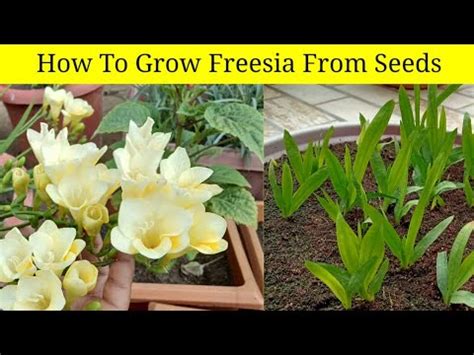 How To Grow Freesia From Seeds - YouTube