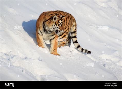 The wild siberian tiger is hunting for its prey. Animals wildlife Stock ...