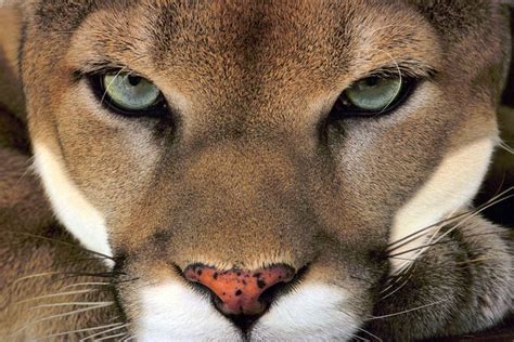 Cougar (Puma) – the largest meowing cat | DinoAnimals.com