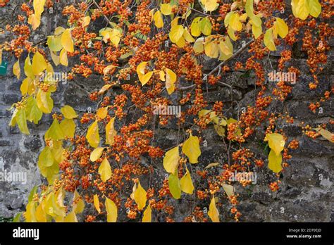 Yellow fruit and orange seeds of the Celastrus orbiculatus Oriental bittersweet staff vine in ...