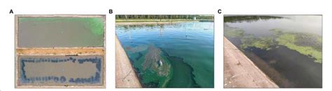 Examples of ponds during aquaculture. (A) Top views of an M group pond... | Download Scientific ...