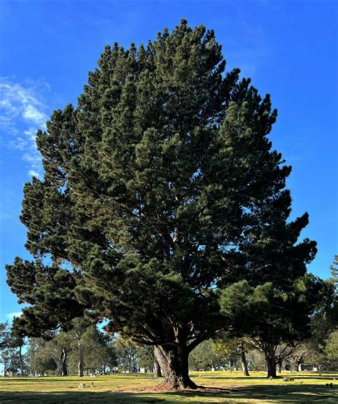 Monterey Pine Tree – Santa Barbara Beautiful