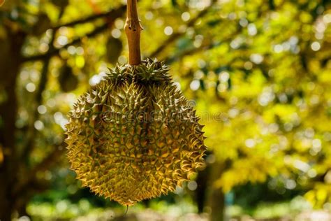 Durian Farm , Musang King In Focus Stock Photo - Image of market ...