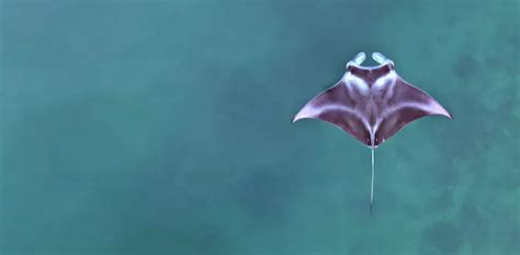 Baby manta rays: New light shed on their life in Indonesian aquatic ...