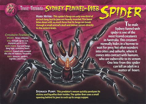 Image - Sydney Funnel-Web Spider front.jpg - Wierd N'wild Creatures Wiki