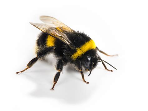 Scientists train bumblebees to score goals with tiny footballs for treats