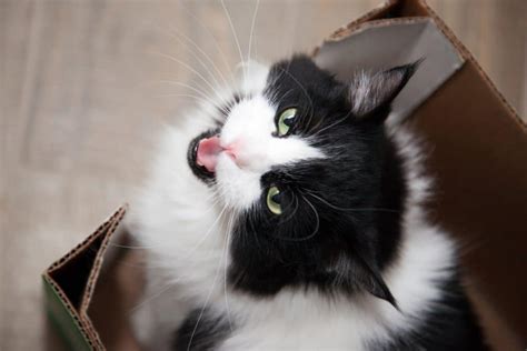 8 Cat Noises & How to Understand Feline Sounds Better