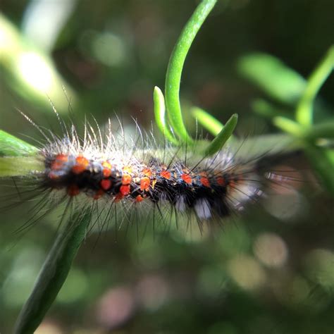 Species Spotlight: Western Tussock Moth (Orgyia vetusta) - Cabrillo ...