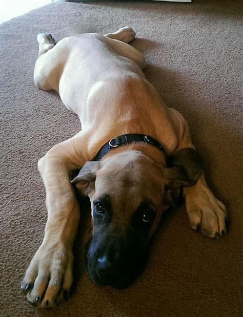 Our English Mastiff/ Great Dane mix puppy at 16 weeks old :) | Large dog breeds, Dog breeds ...